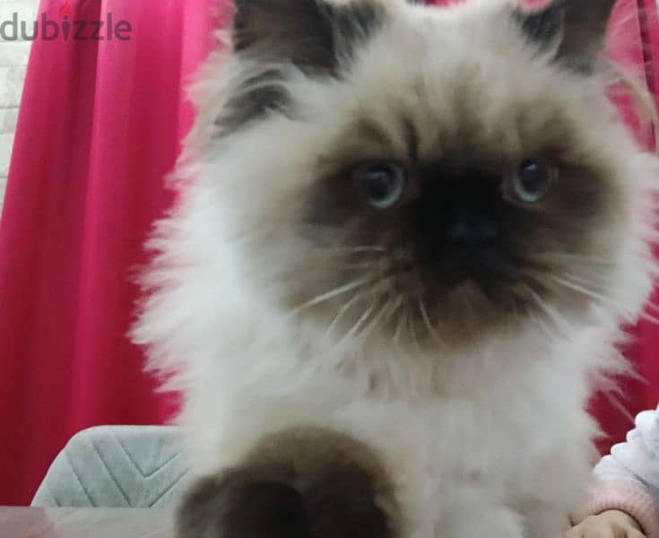 5 month himalayan cat for sale 1