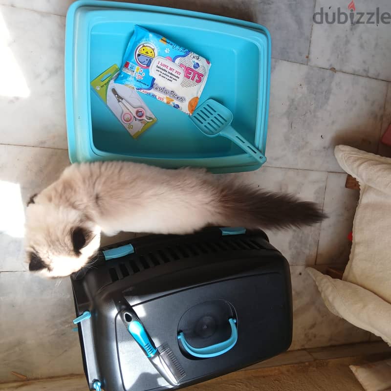 5 month himalayan cat for sale 3