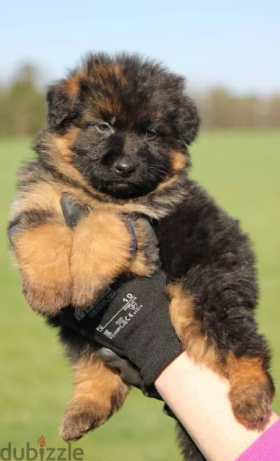 German shepherd