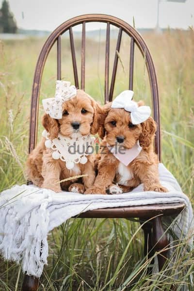 Beautiful Small Cavapoo Puppies Available in Store/ dog كلاب Delivery