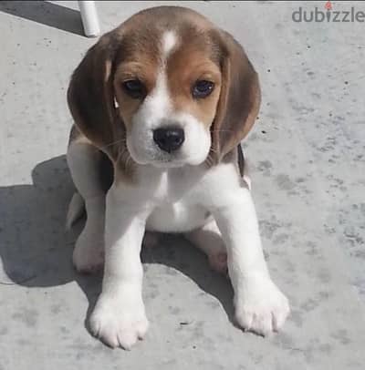 Imported Beagle puppy black and tan