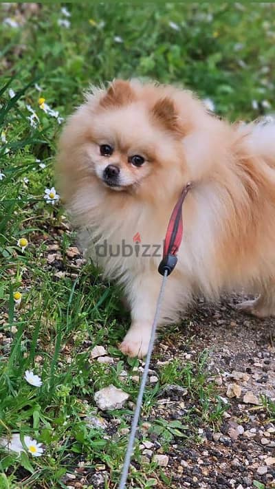 pomeranian high quality