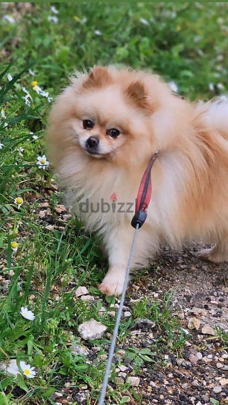 pomeranian high quality 0