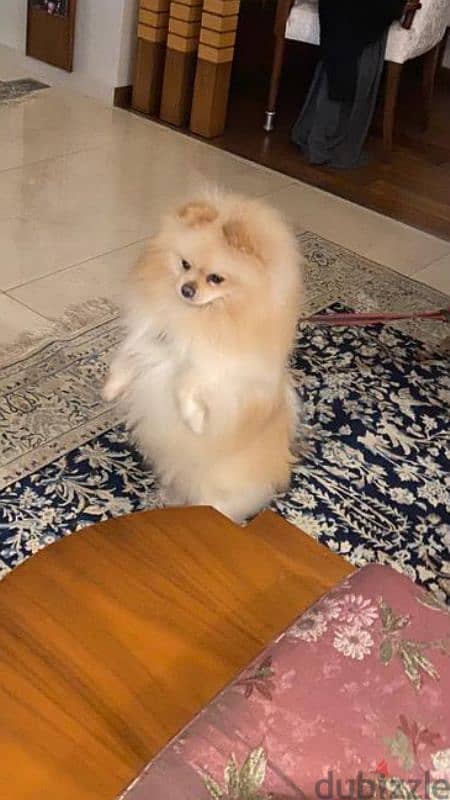 pomeranian high quality 2