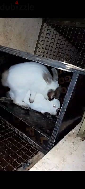 rabbits for sale