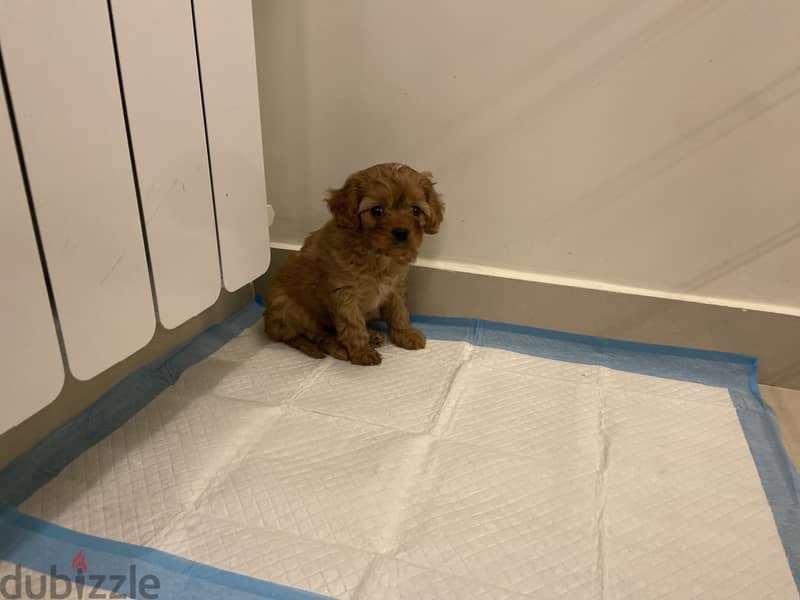 Maltipoo puppy 1