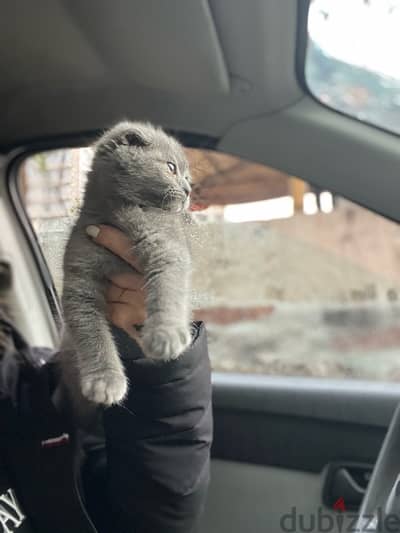 Scottish fold female