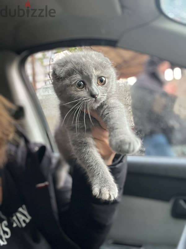 Scottish fold female 1