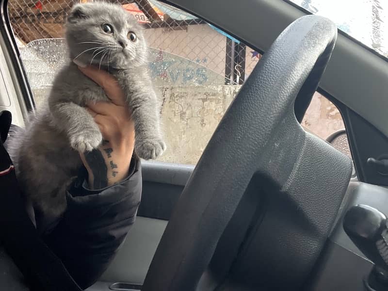 Scottish fold female 2