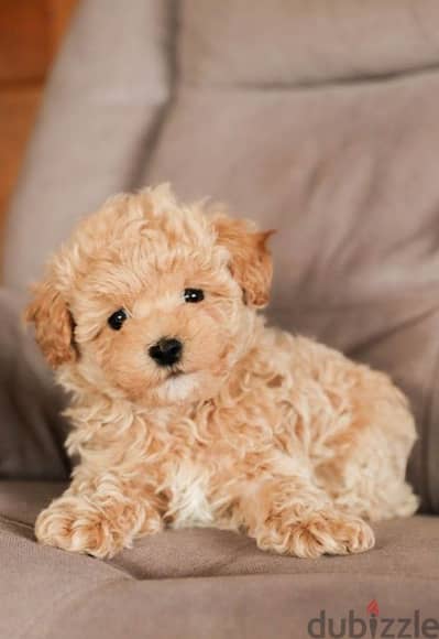 Toy Maltipoo Small Puppies Available/ dog كلاب