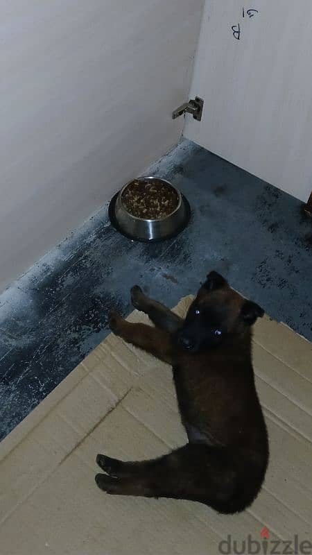 malinois dog 45 days 1