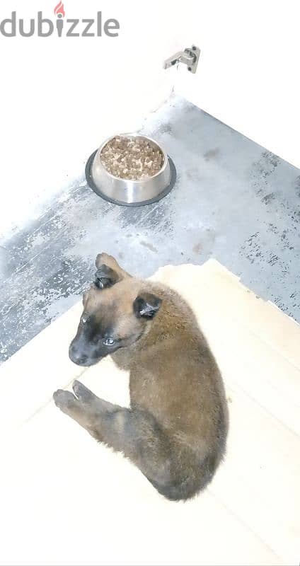 malinois dog 45 days 2