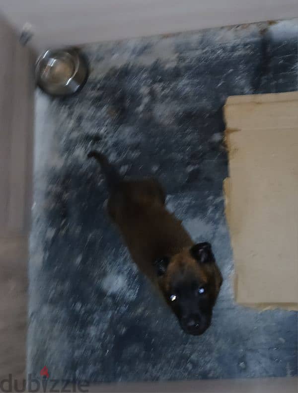 malinois dog 45 days 6