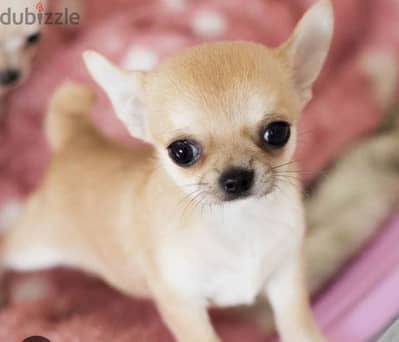 mini chihuahua