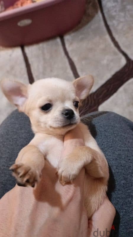 mini chihuahua 1