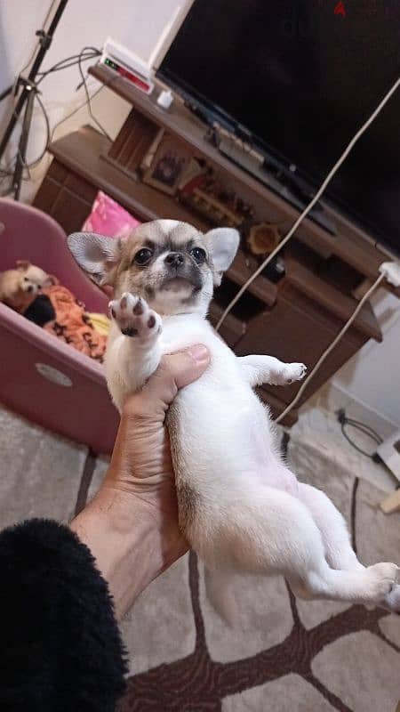 mini chihuahua 2