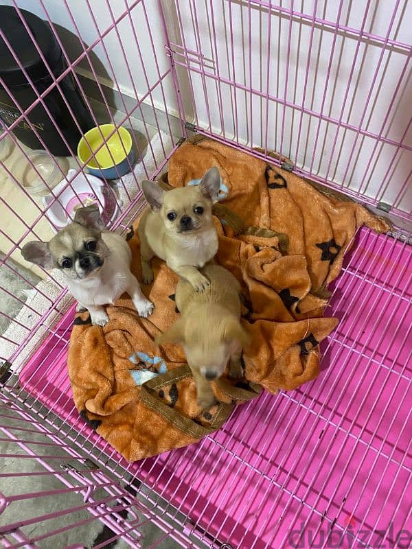 mini chihuahua 5