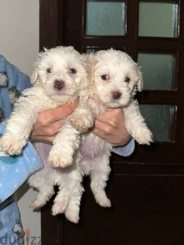 Mini Bichon Maltese Male Puppies 0