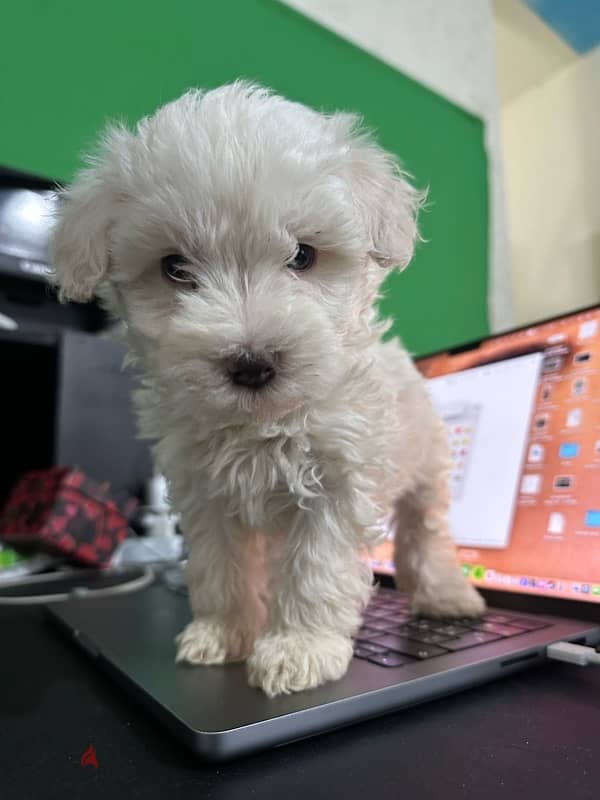 Male Bichon Maltese Puppies 1