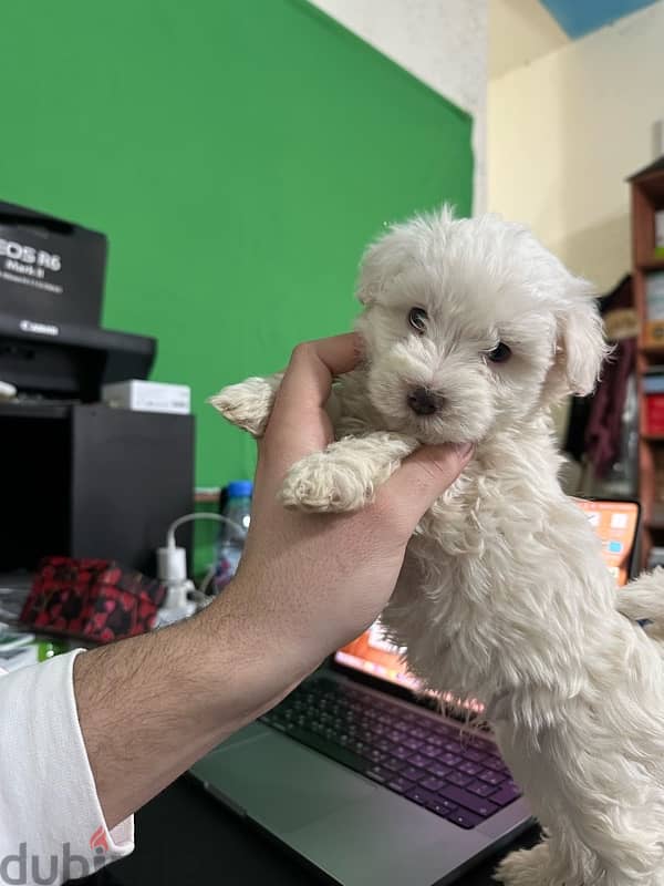 Mini Bichon Maltese Male Puppies 2