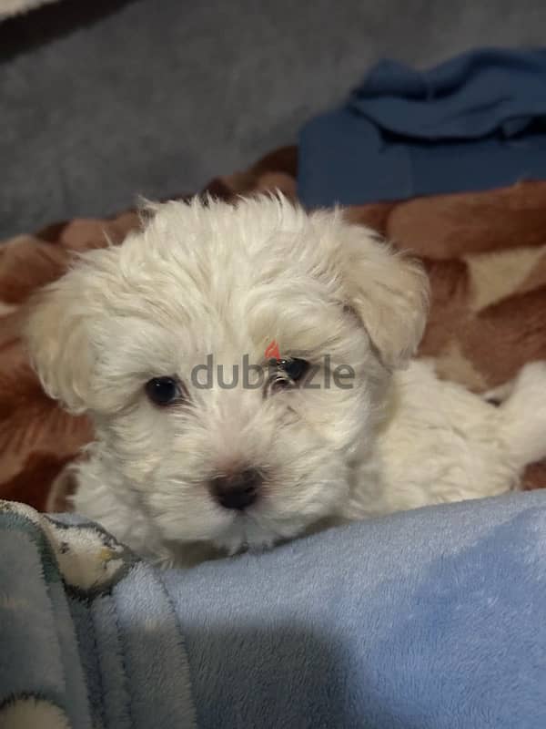 Mini Bichon Maltese Male Puppies 3