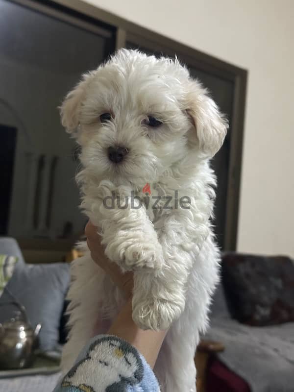 Mini Bichon Maltese Male Puppies 4