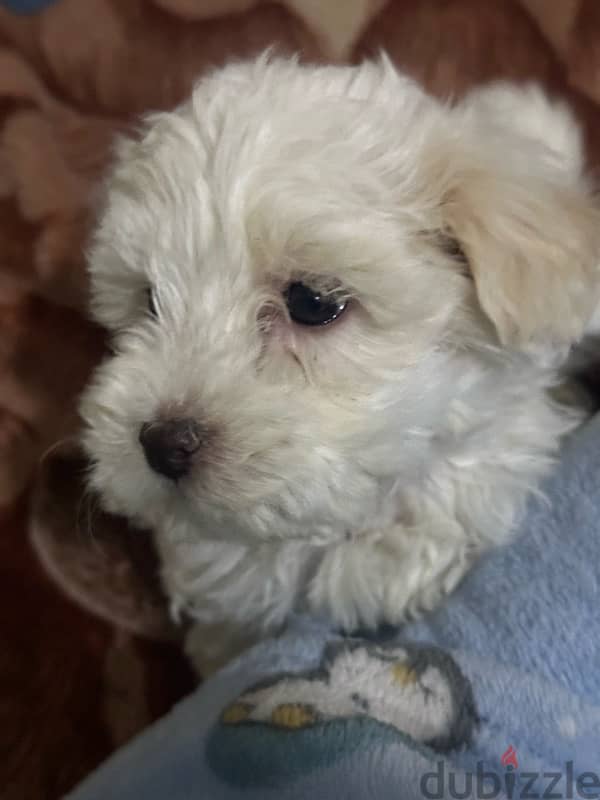 Mini Bichon Maltese Male Puppies 5