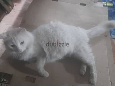 a   pregnant white turkish angora cat