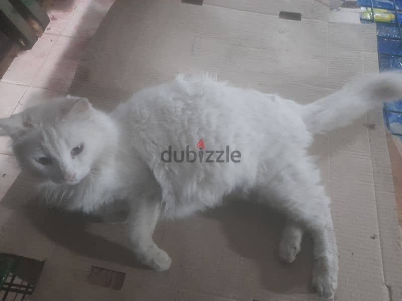 a   pregnant white turkish angora cat 0