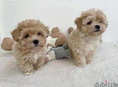 Small Size Maltipoo Puppies/Available in store/ dog كلاب