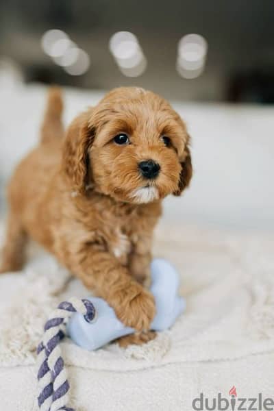 Small Cute Cavapoo Puppies Available in Store/ dog كلاب