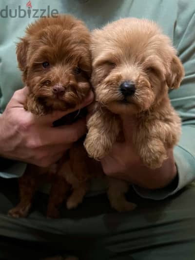 Maltipoo males and poodle males