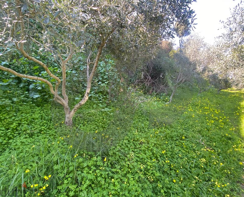 Land for Sale in ain anoub/عين عنوب REF#SM118743 1