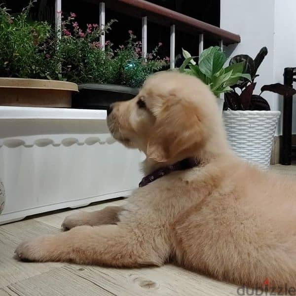 Golden retriever 2