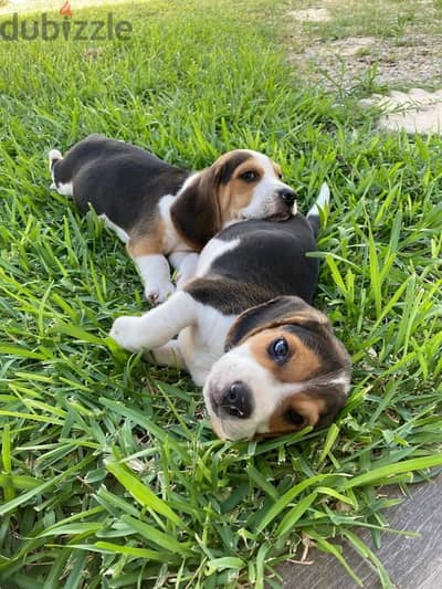 beagle puppies imported