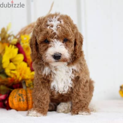 Mini Goldendoodle Unique Puppies Available/ dog كلاب كلب