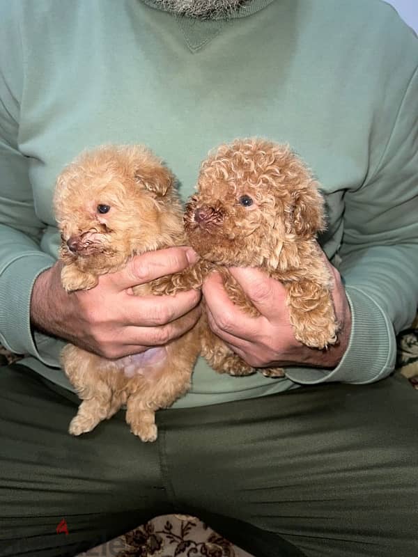 Poodles and maltipoos 1