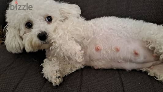 maltipoo 3kg max