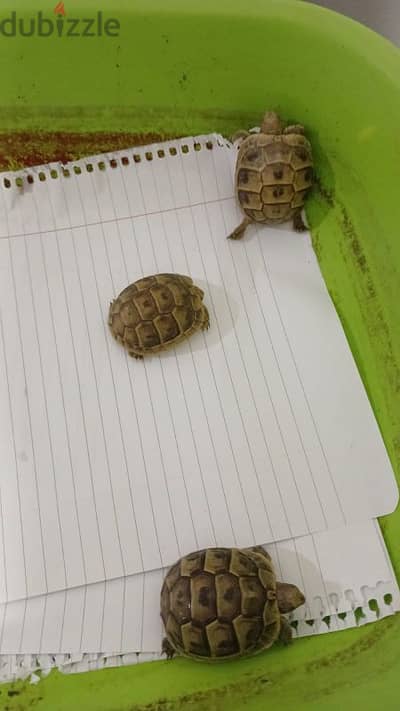 baby turtles for sale