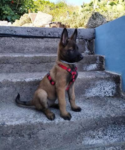 Malinoi