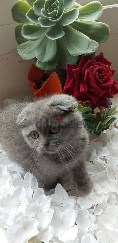 scottish fold available