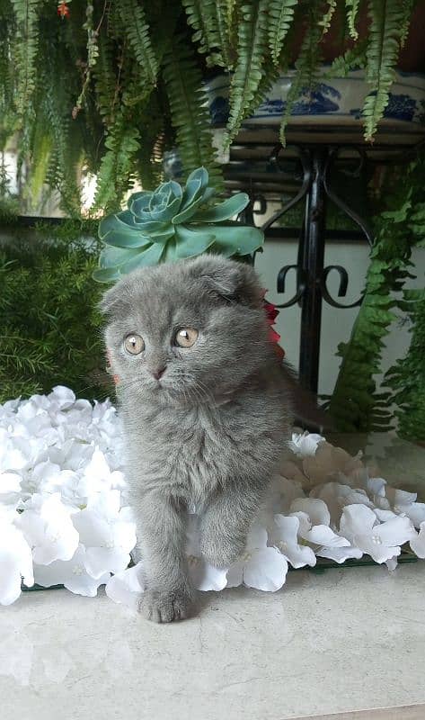 scottish fold available 2