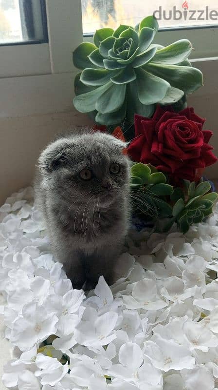 scottish fold available 4