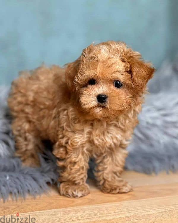 Maltipoo 1