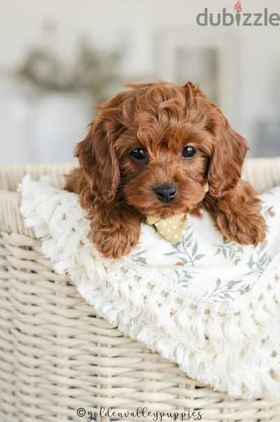 Small Size Cavapoo Puppies/ Available in Store/ dog كلب كلاب