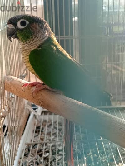 green cheeck conure breeding pair