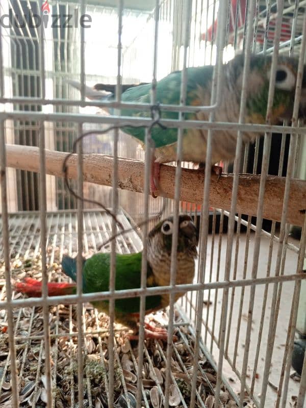 green cheeck conure breeding pair 1