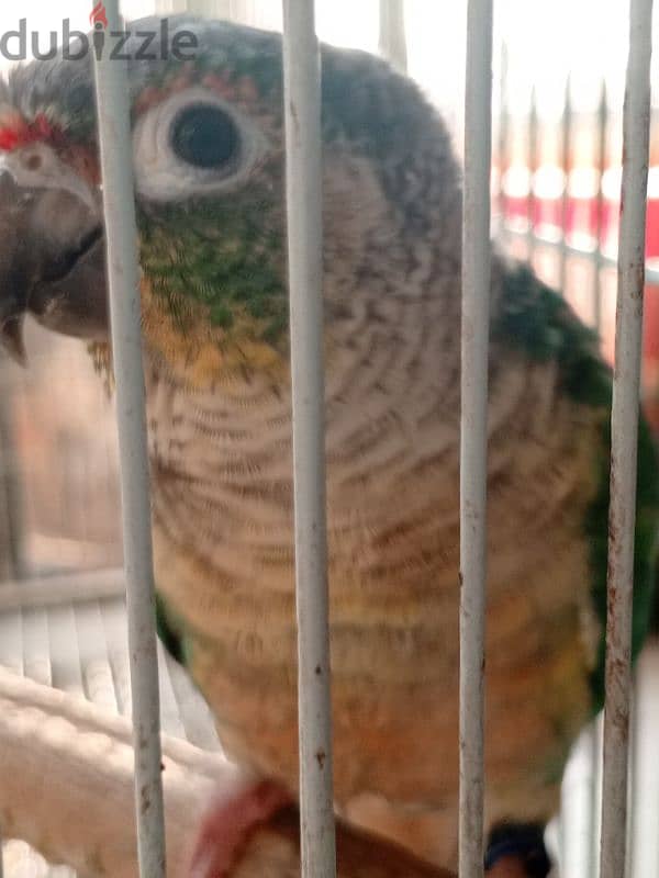 green cheeck conure breeding pair 2