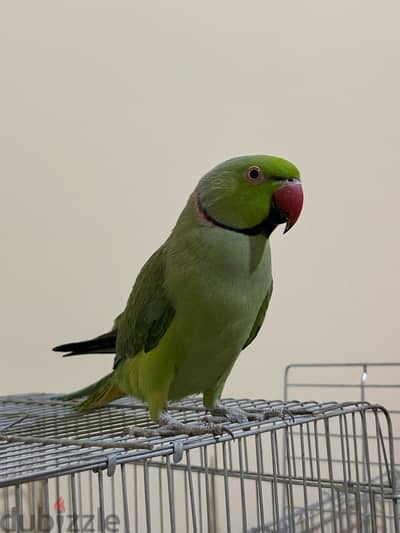 ringneck parrot indian