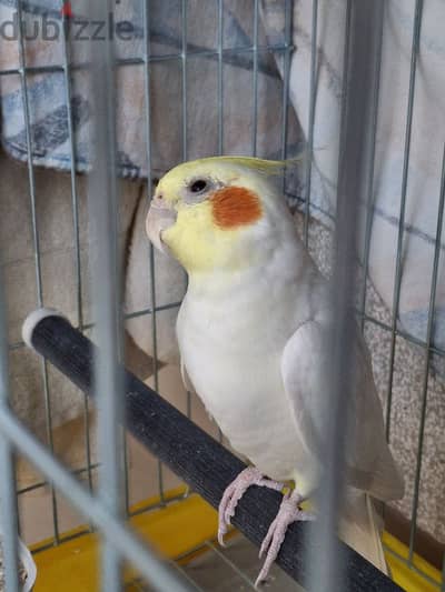 Male Latino Cockatiel             ذكر كروان لاتينو